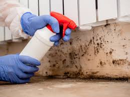 Best Mold Remediation for Rental Properties  in Champlin, MN